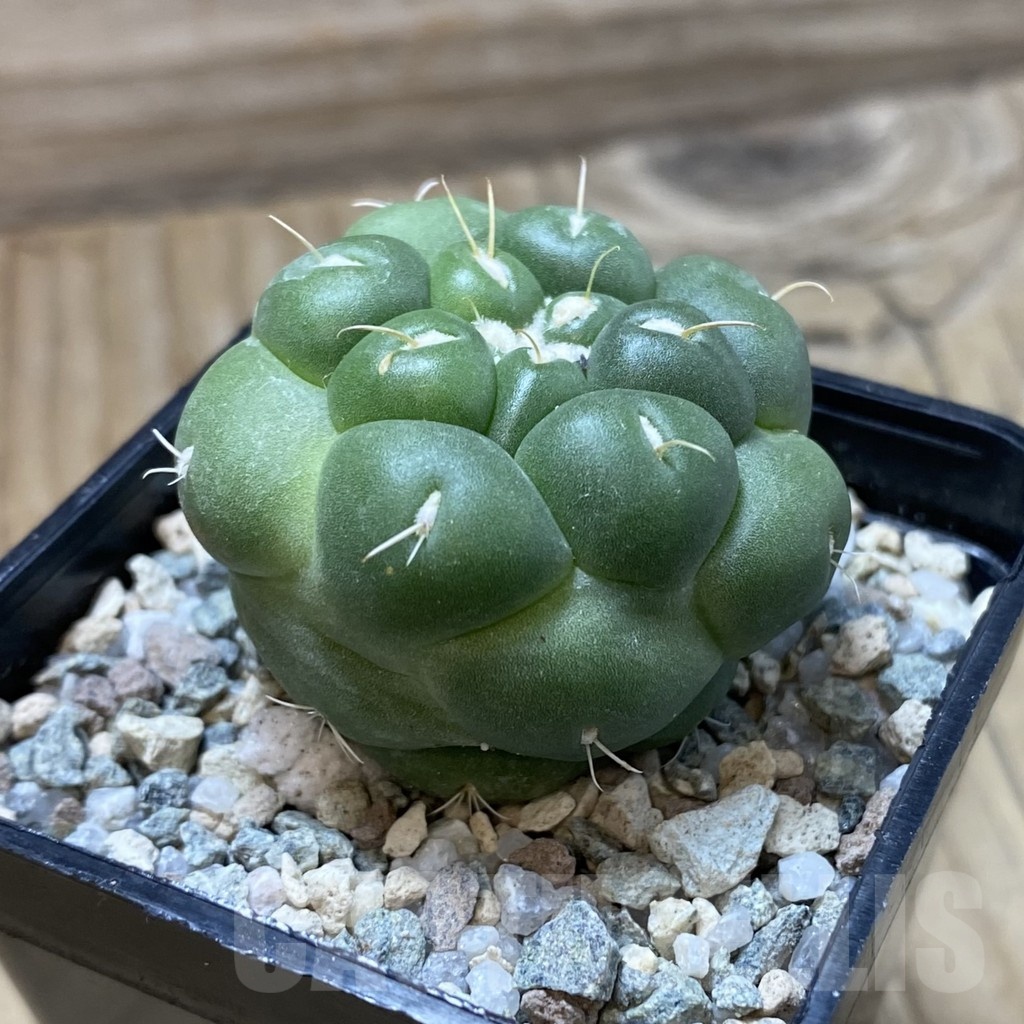 SH21944 Coryphantha elephantidens 'inermis' - Image 3