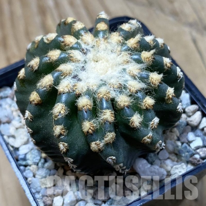 SH21947 Discocactus horstii