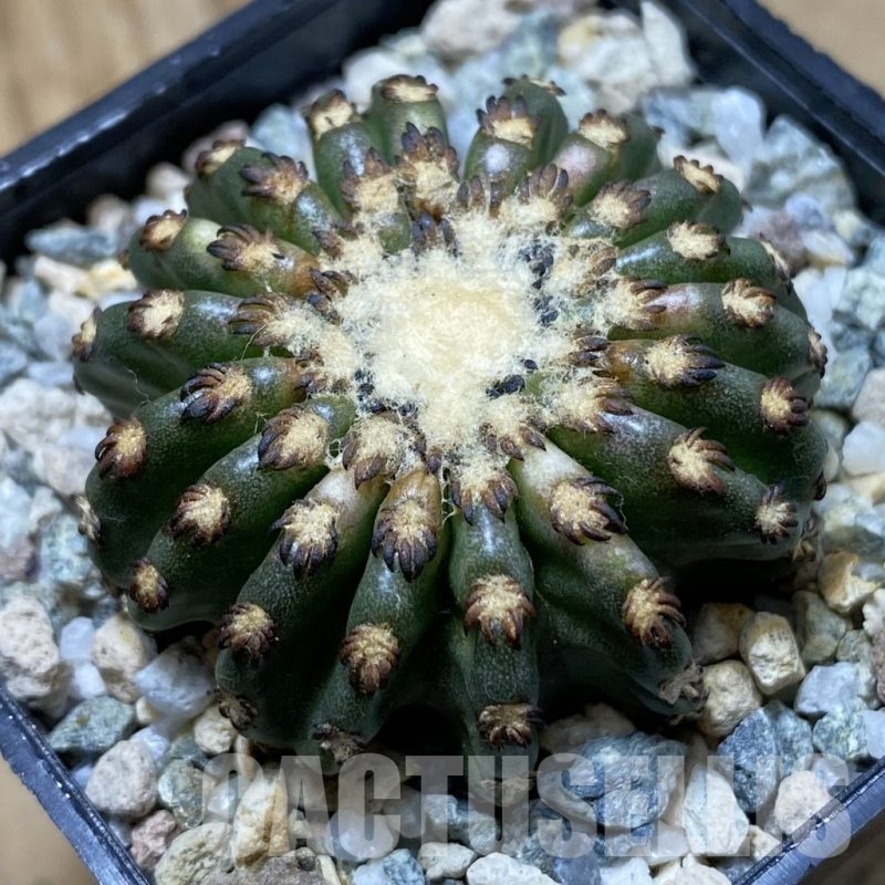 SH21948 Discocactus horstii
