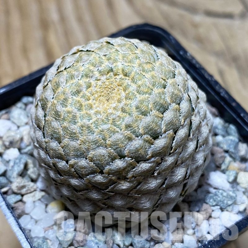 SH21949 Euphorbia piscidermis