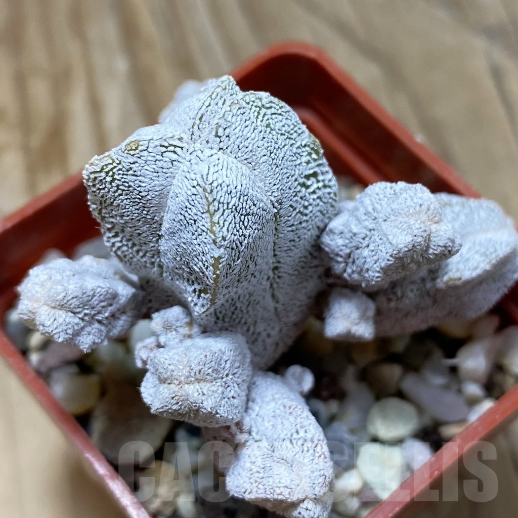 SH21899 Astrophytum myriostigma ‘Onzuka’ f. monstrosa