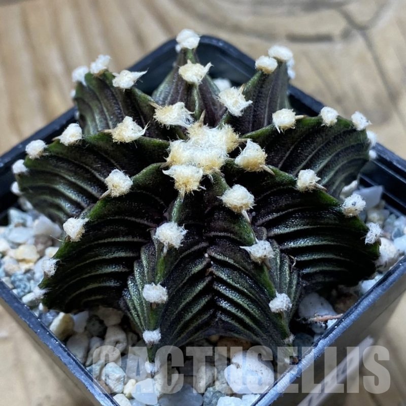 SH21950 Gymnocalycium friedrichii VOS1241