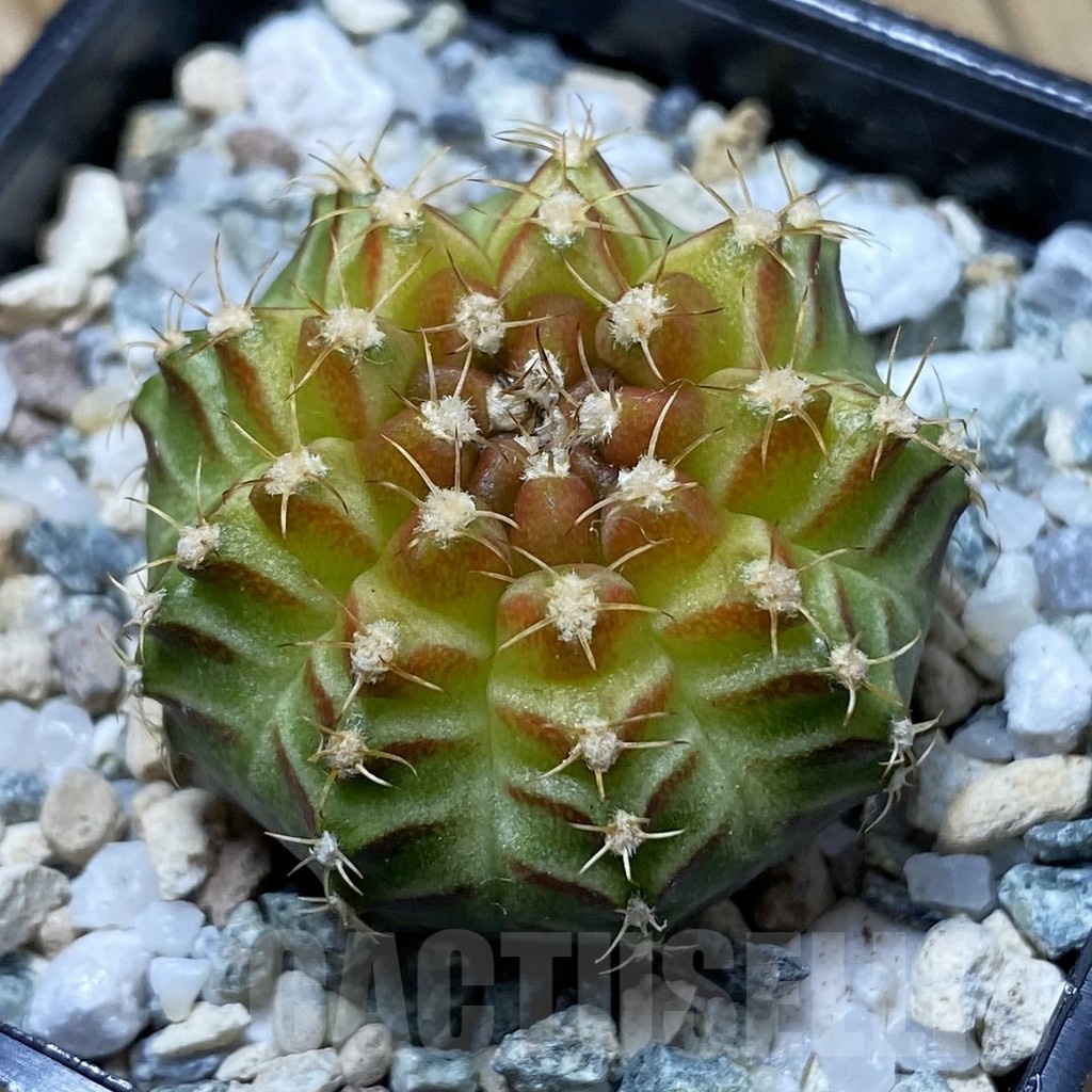 SH21951 Gymnocalycium mihanovichii ‘Neon’ hybrid