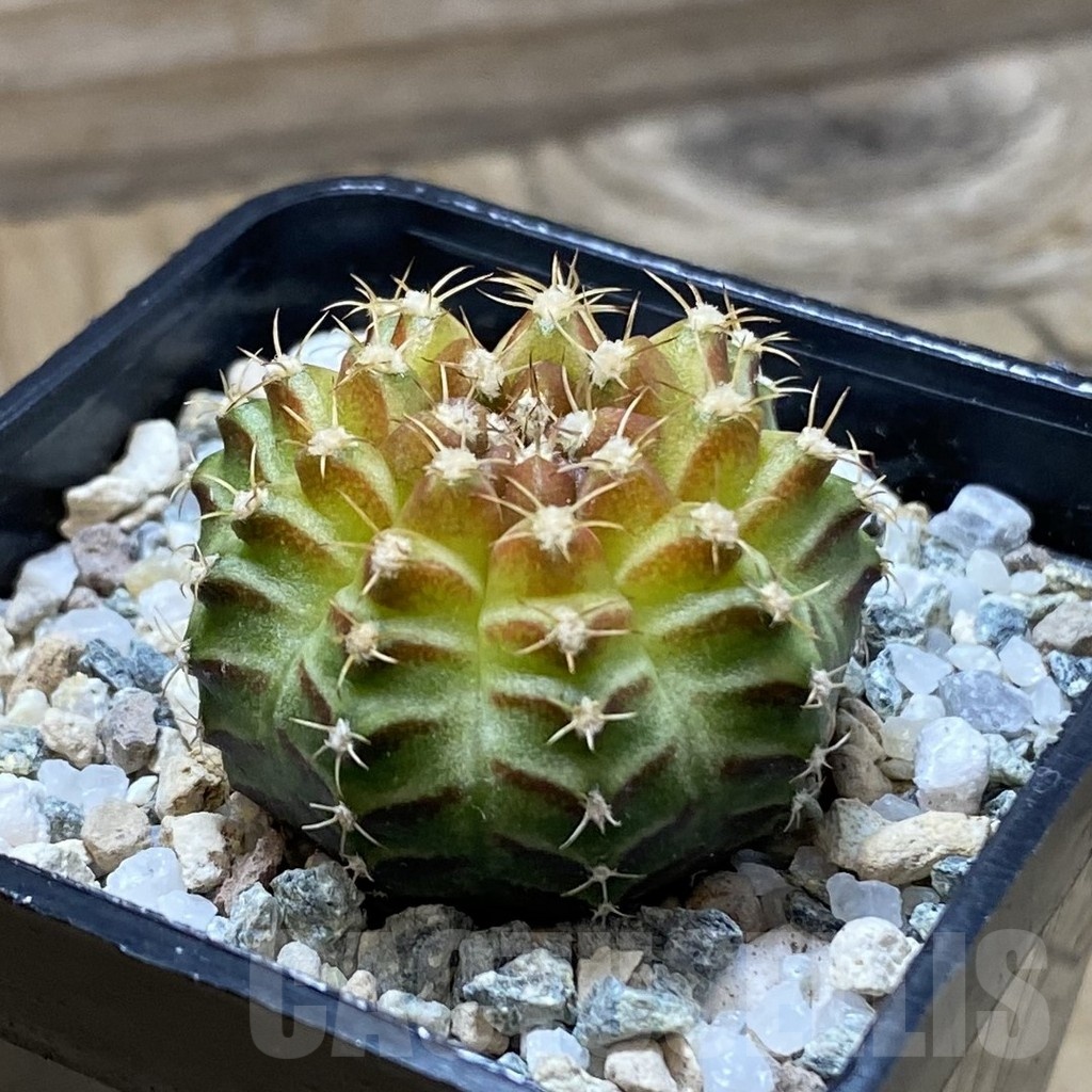 SH21951 Gymnocalycium mihanovichii ‘Neon’ hybrid - Image 2