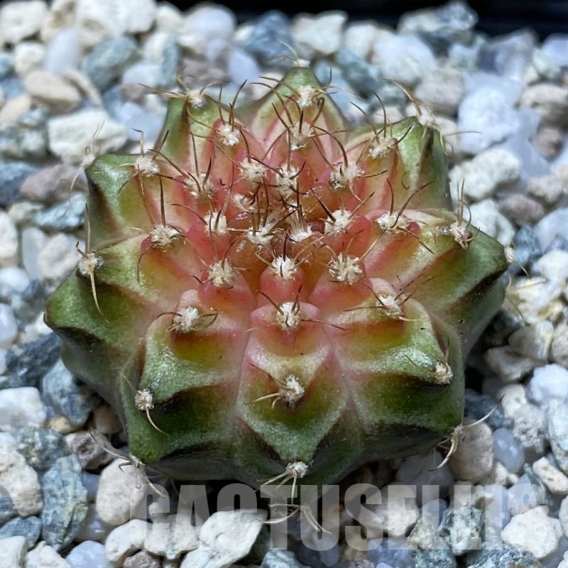 SH21952 Gymnocalycium mihanovichii ‘Neon’ hybrid
