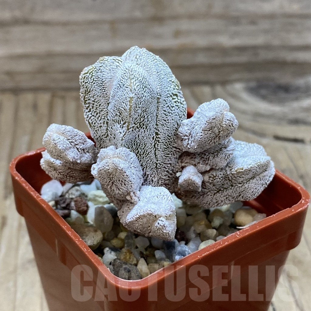 SH21899 Astrophytum myriostigma ‘Onzuka’ f. monstrosa - Image 2