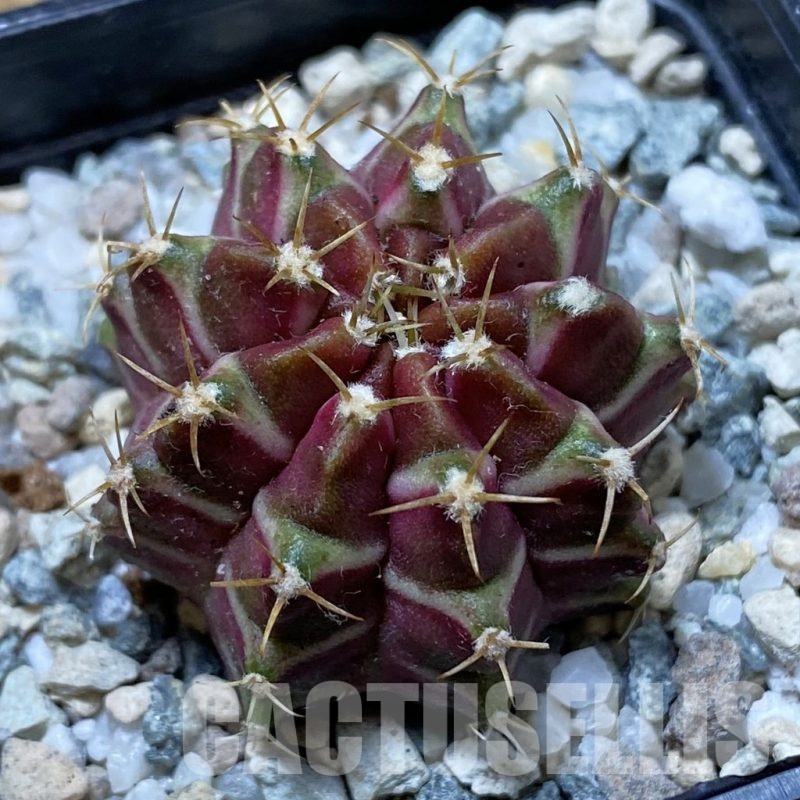 SH21953 Gymnocalycium mihanovichii ‘Neon’ hybrid
