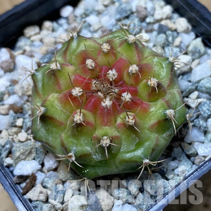 SH21954 Gymnocalycium mihanovichii ‘Neon’ hybrid
