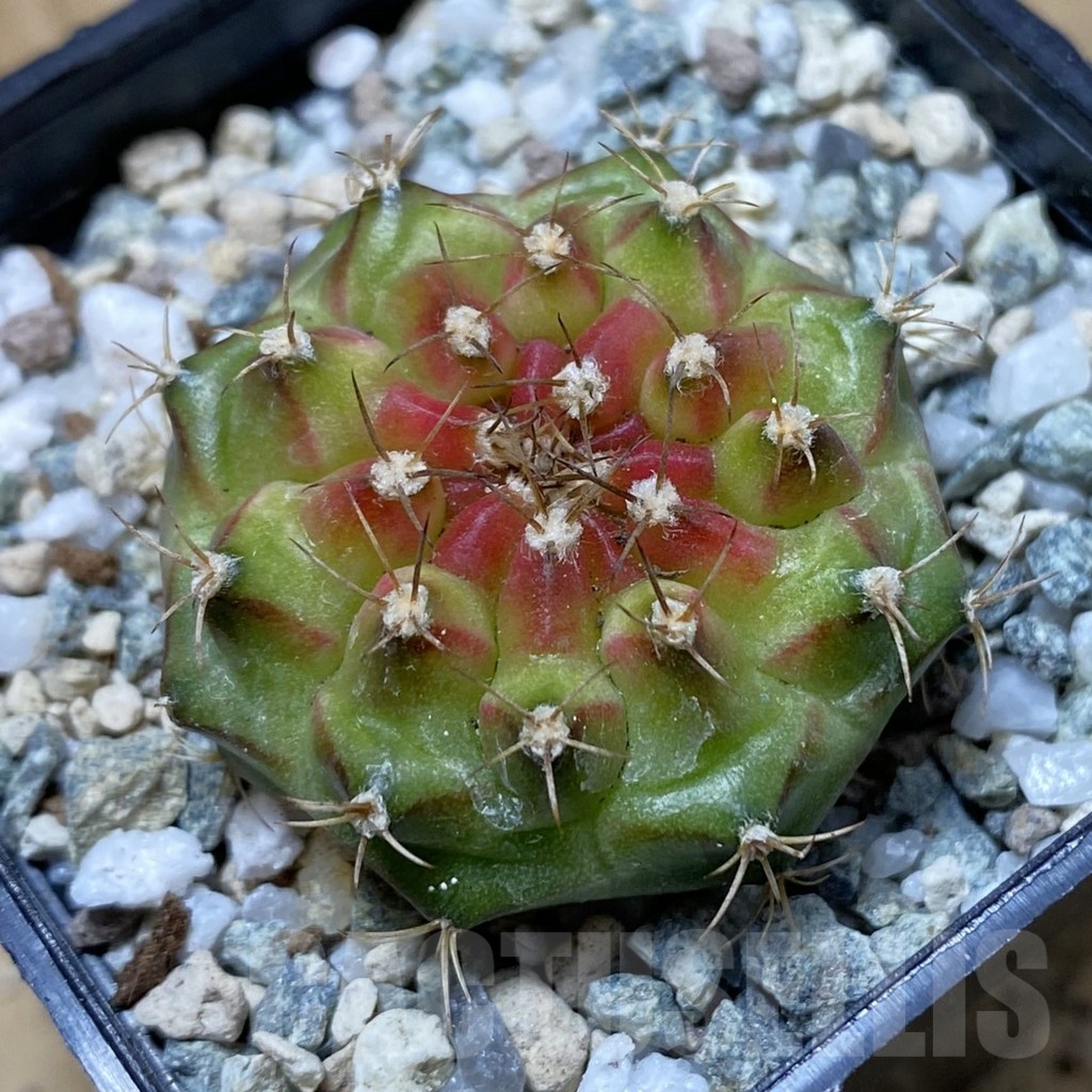 SH21954 Gymnocalycium mihanovichii ‘Neon’ hybrid