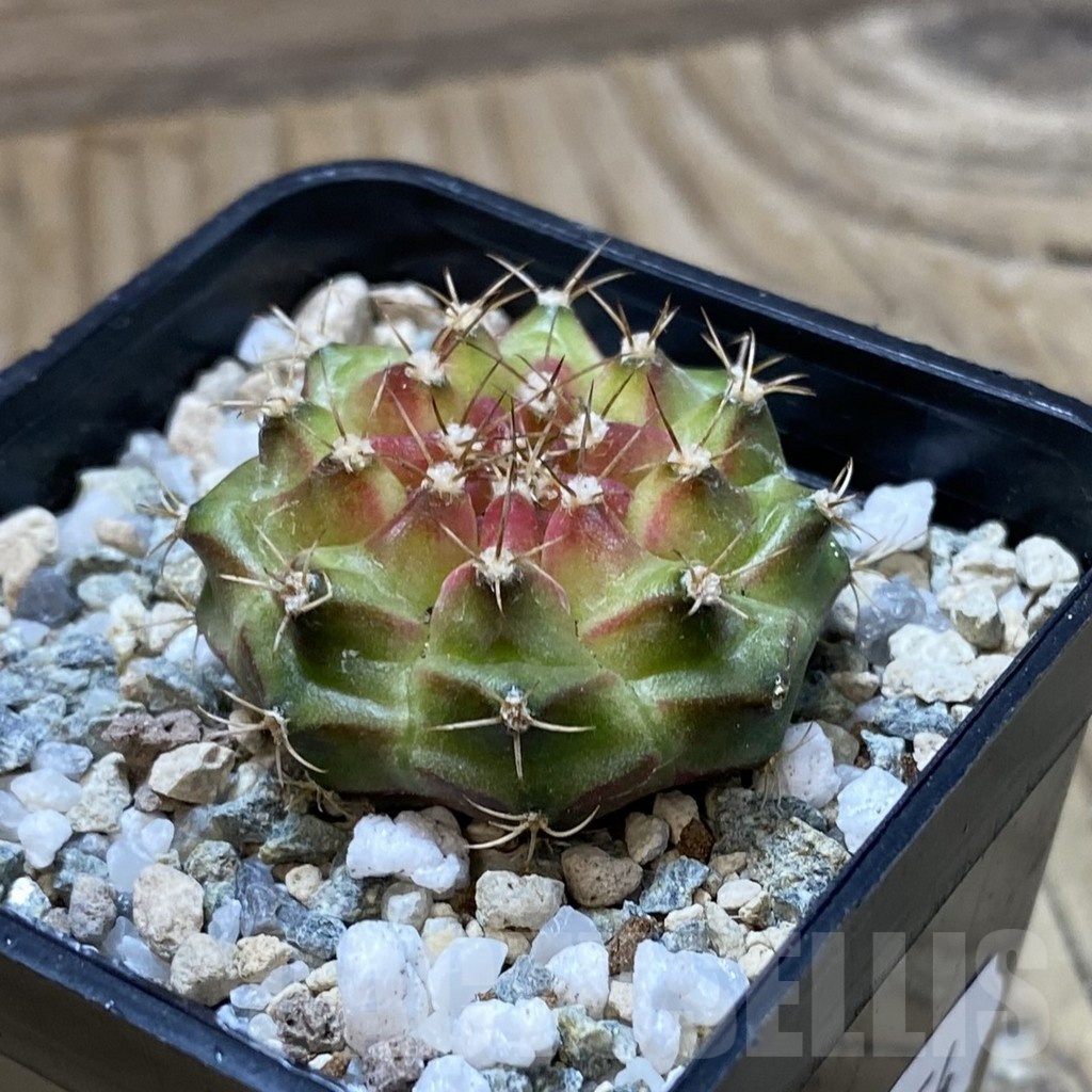 SH21954 Gymnocalycium mihanovichii ‘Neon’ hybrid - Image 2