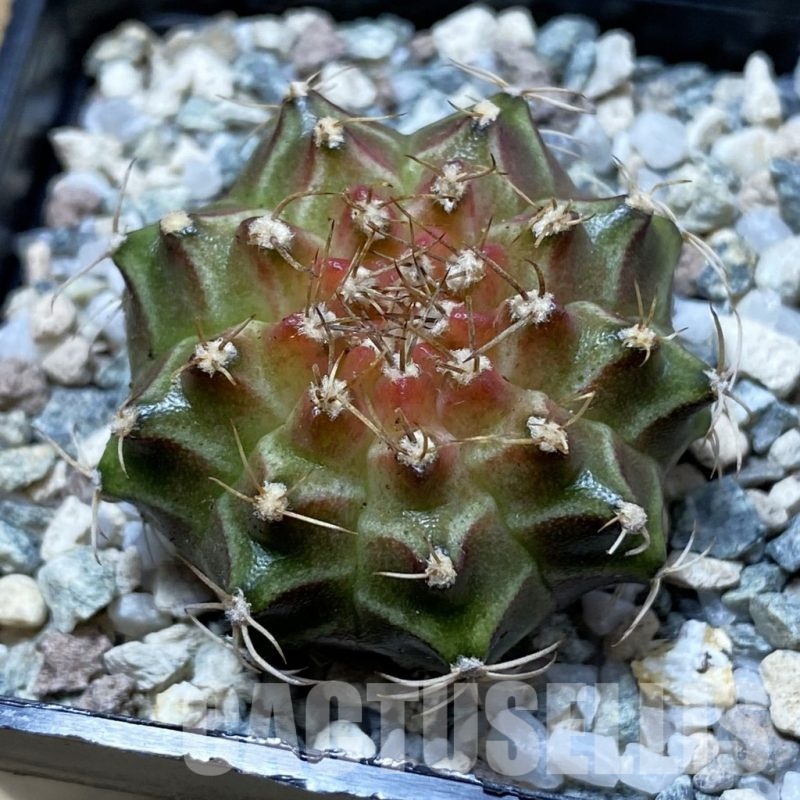 SH21955 Gymnocalycium mihanovichii ‘Neon’ hybrid