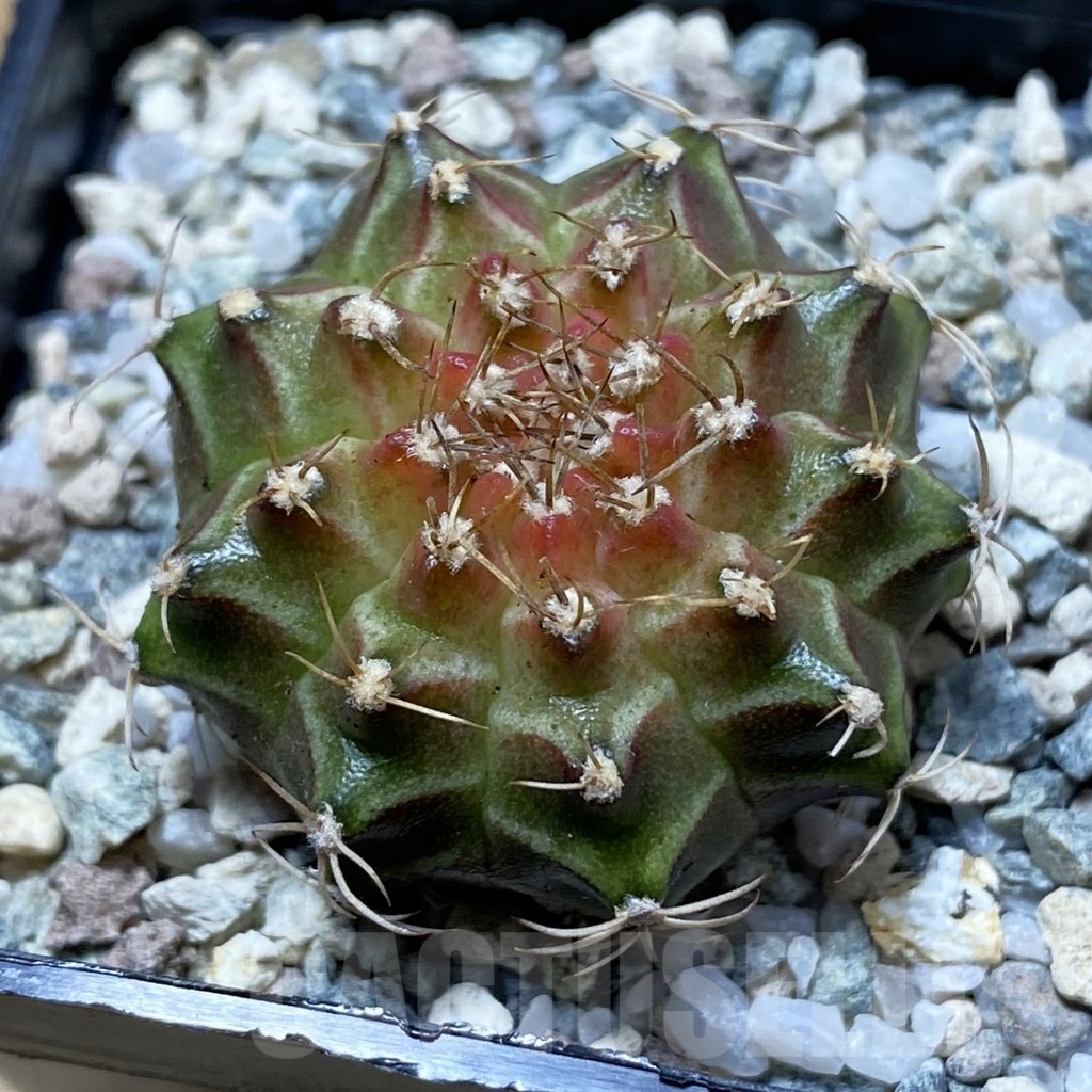 SH21955 Gymnocalycium mihanovichii ‘Neon’ hybrid