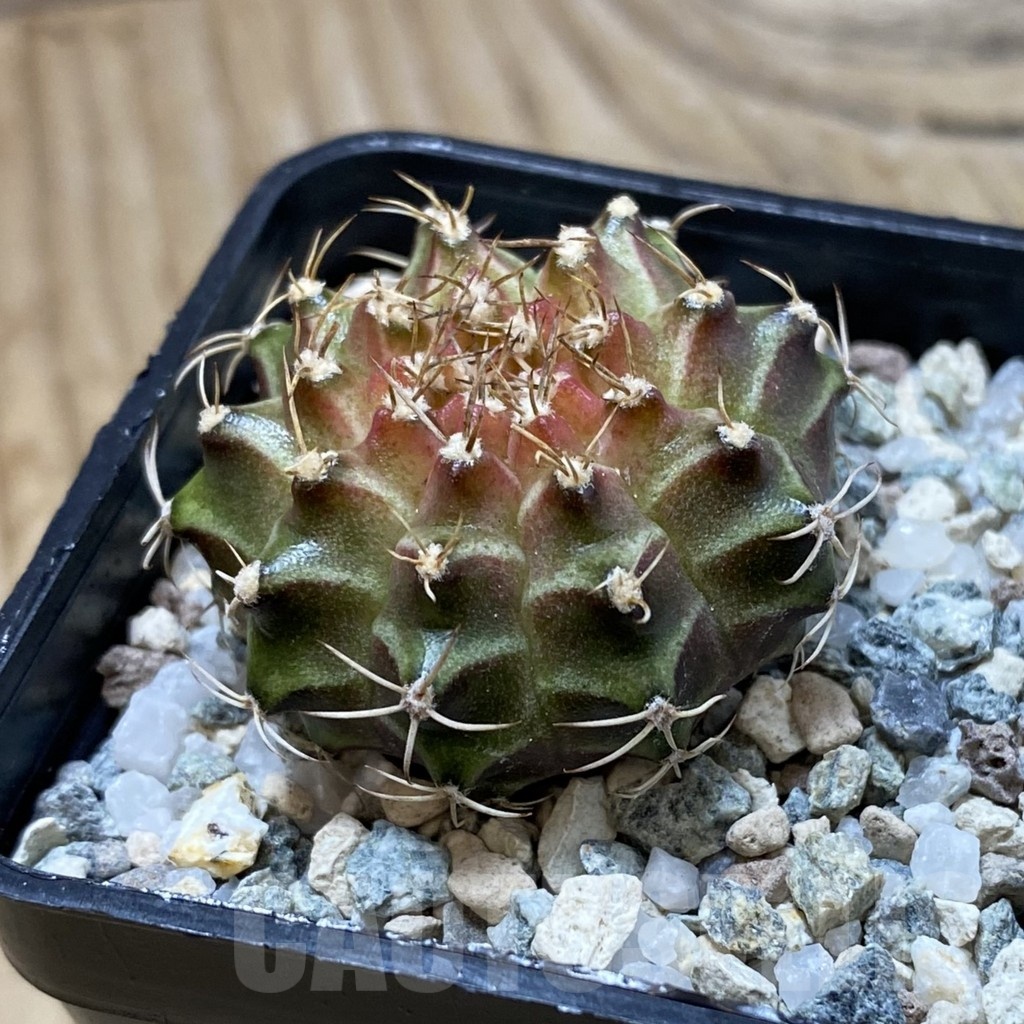 SH21955 Gymnocalycium mihanovichii ‘Neon’ hybrid - Image 2