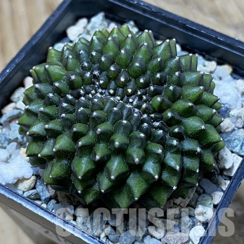 SH21956 Gymnocalycium mihanovichii ‘inermis’