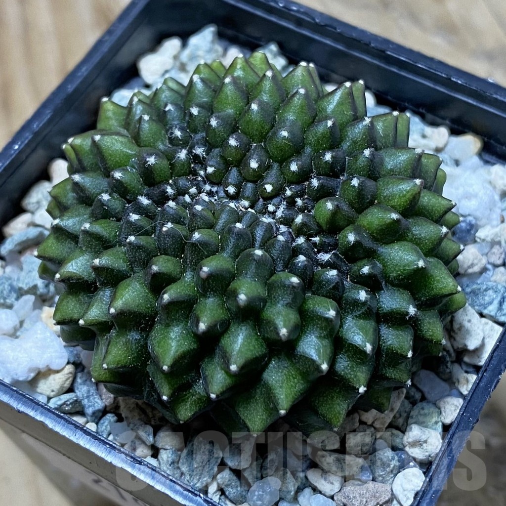 SH21956 Gymnocalycium mihanovichii ‘inermis’