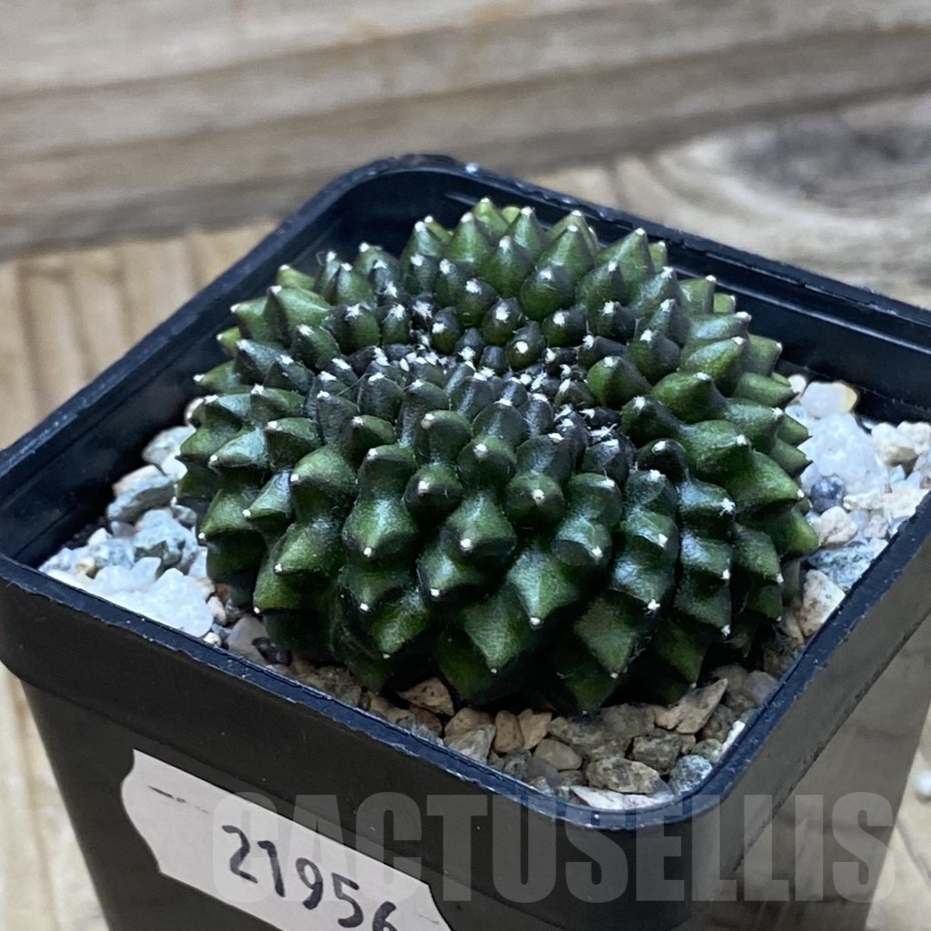 SH21956 Gymnocalycium mihanovichii ‘inermis’ – Bild 2