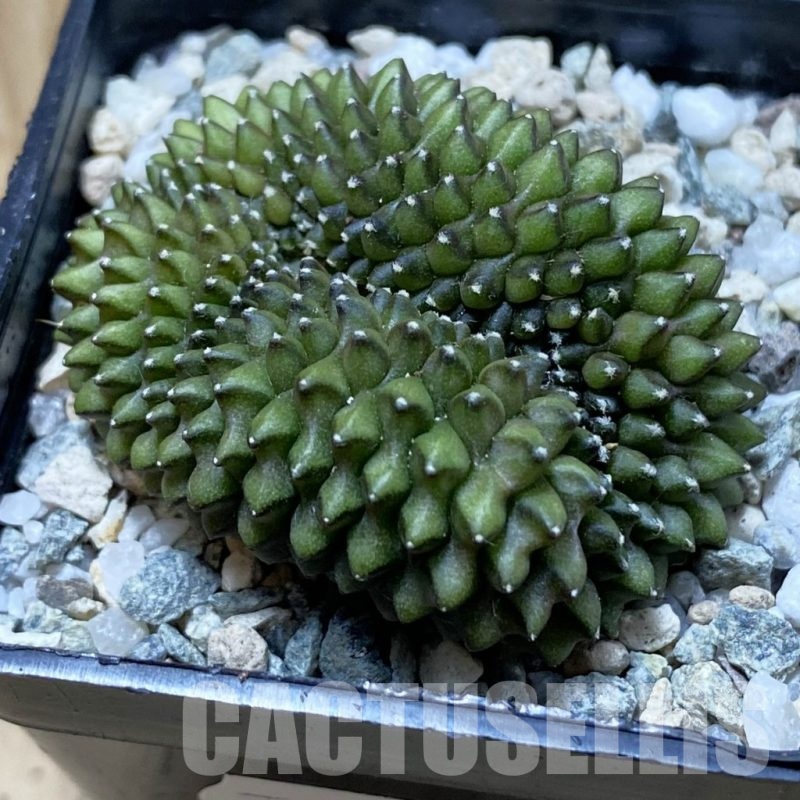 SH21957 Gymnocalycium mihanovichii ‘inermis’ f. cristata
