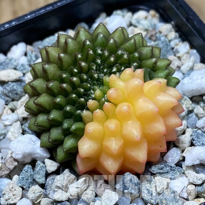 SH21958 Gymnocalycium mihanovichii ‘inermis’ f. variegata