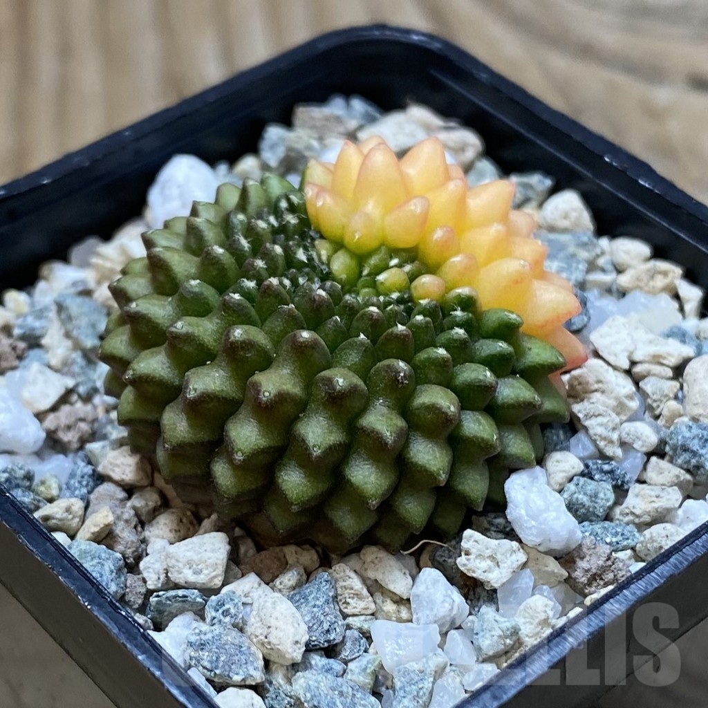 SH21958 Gymnocalycium mihanovichii ‘inermis’ f. variegata - immagine 2