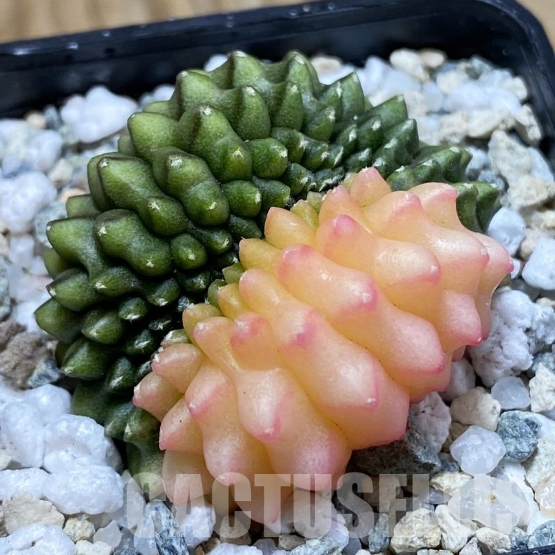 SH21959 Gymnocalycium mihanovichii ‘inermis’ f. variegata cristata