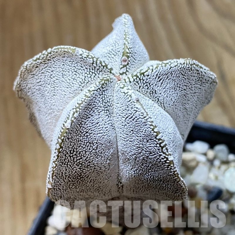 SH21894 Astrophytum myriostigma ‘Onzuka’