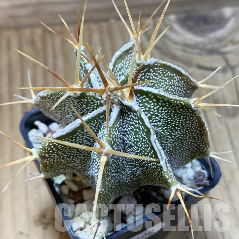 SH21900 Astrophytum ornatum hybrid