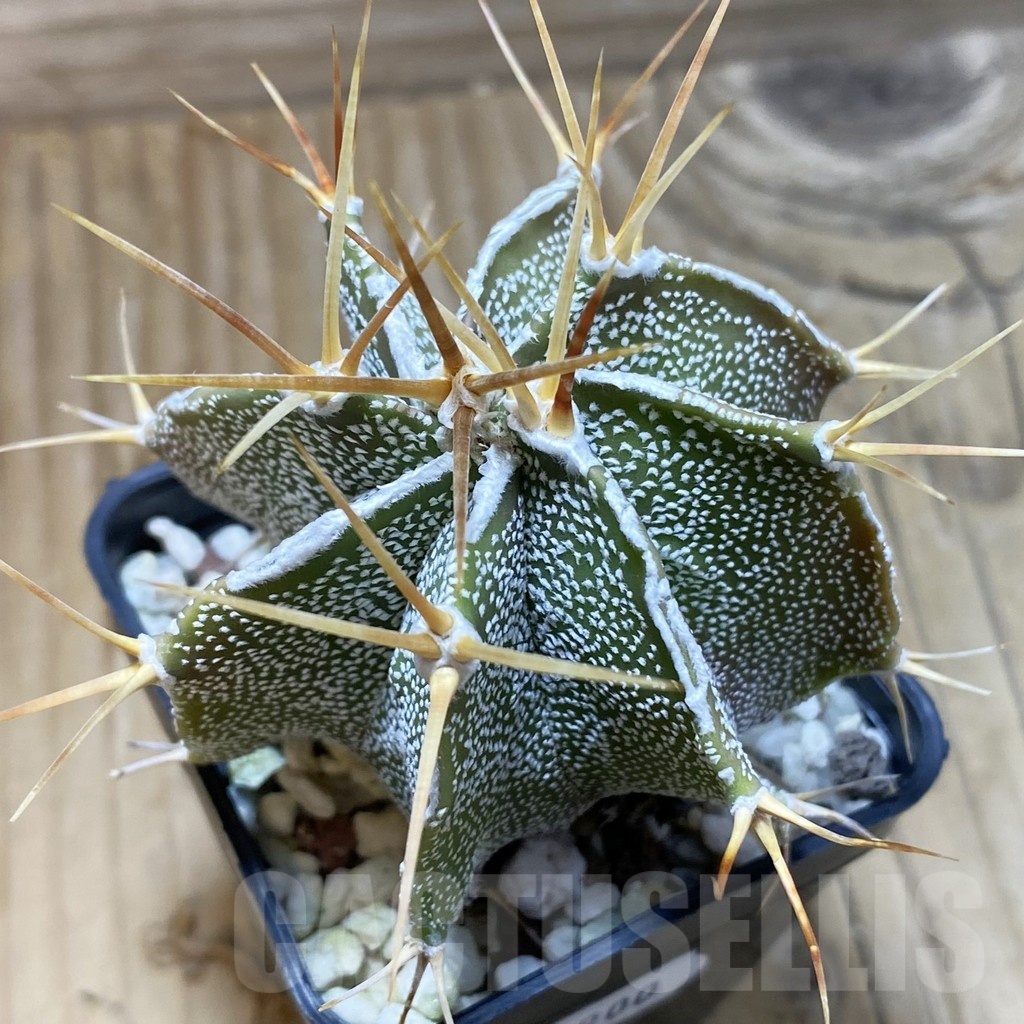 SH21900 Astrophytum ornatum hybrid