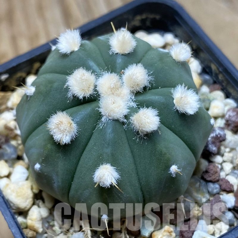 SH21901 Astrophytum asterias ‘Ooibo’ hybrid