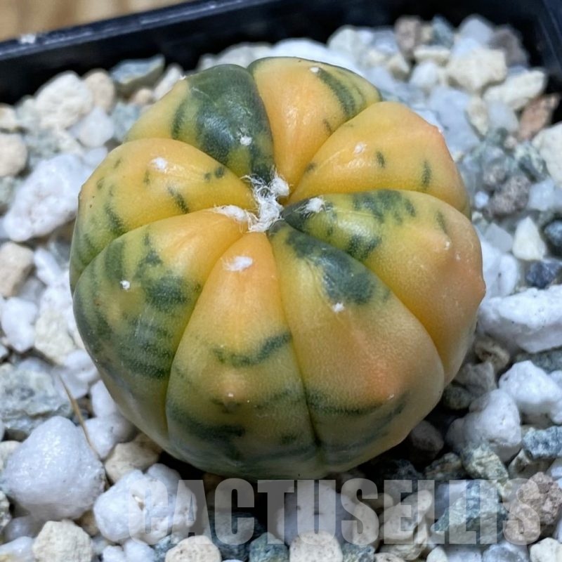 SH21902 Astrophytum asterias ‘Red Purple Skin’ f. variegata
