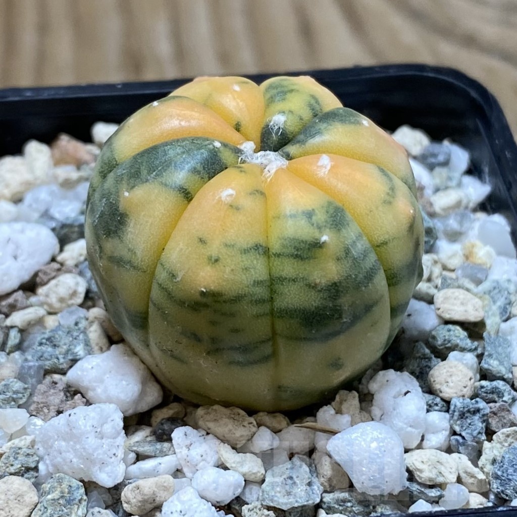 SH21902 Astrophytum asterias ‘Red Purple Skin’ f. variegata - Зображення 2