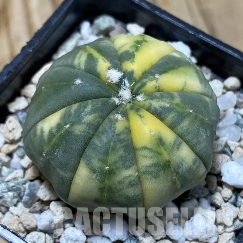 SH21903 Astrophytum asterias f. variegata
