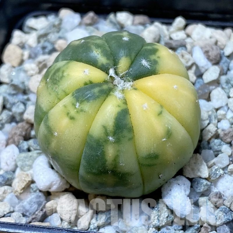 SH21904 Astrophytum asterias f. variegata