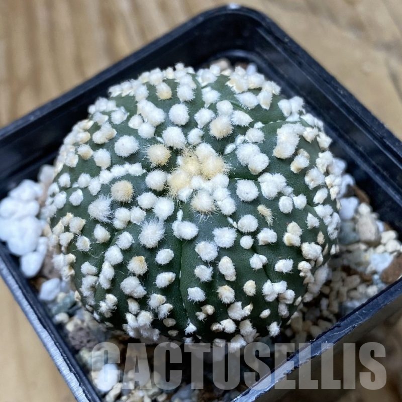 SH21905 Astrophytum asterias ‘Hanazono’