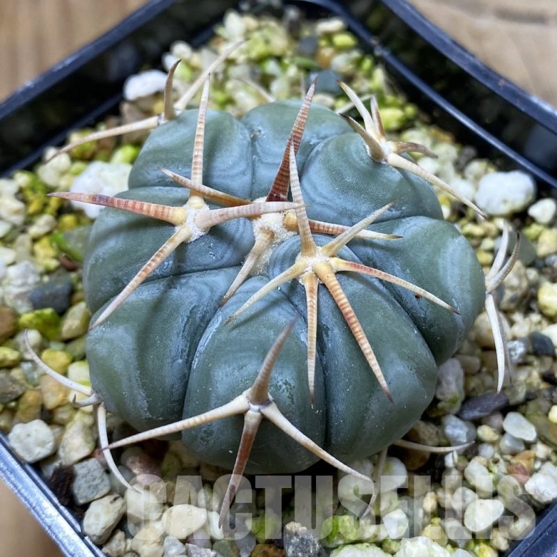 SH21906 Echinocactus horizonthalonius