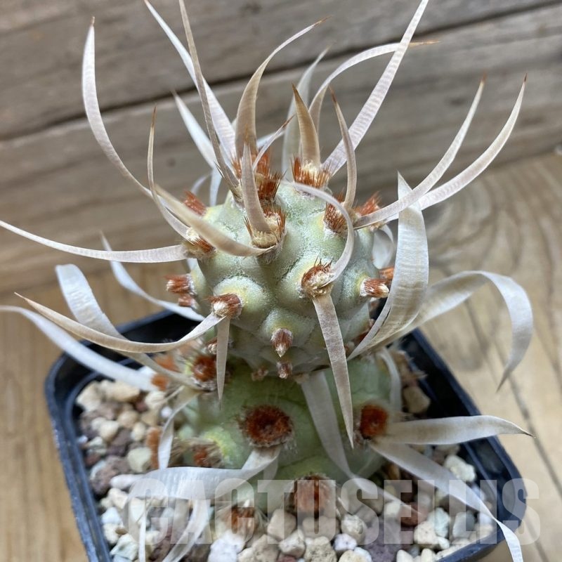 SH21907 Tephrocactus articulatus v. papyracanthus VG 194