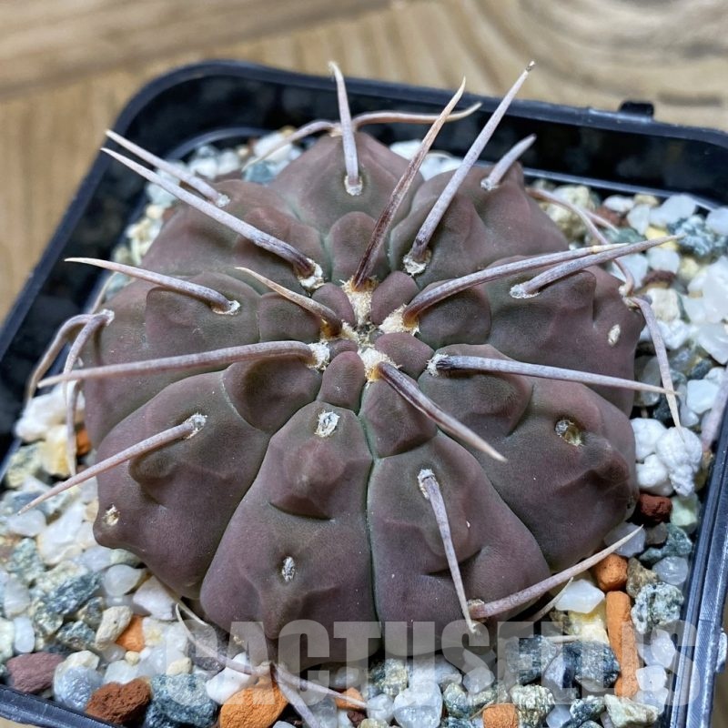 SH21908 Gymnocalycium vatteri 1-spines, selection