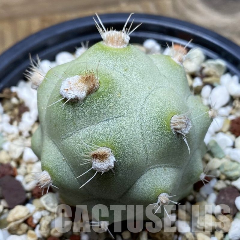 SH21909 Tephrocactus articulatus