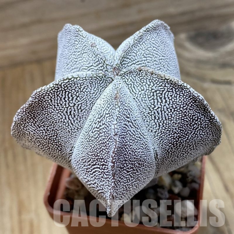SH21895 Astrophytum myriostigma ‘Onzuka’