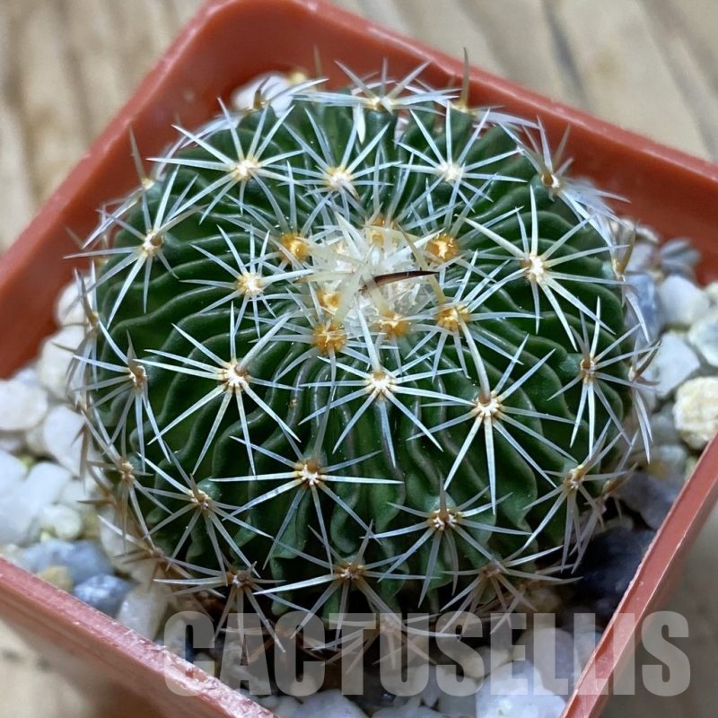SH21912 Echinofossulocactus multicostatus SB 1147