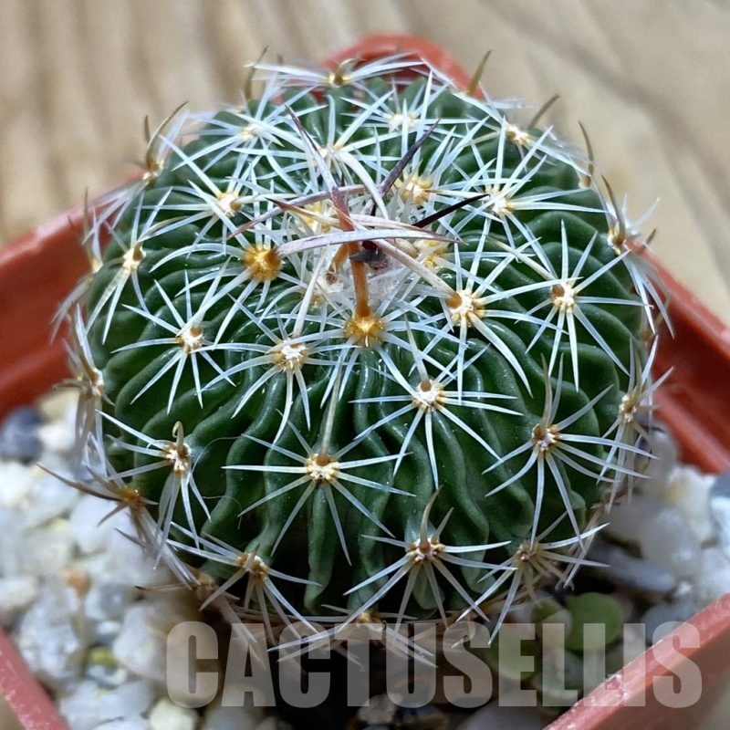 SH21913 Echinofossulocactus multicostatus SB 1147