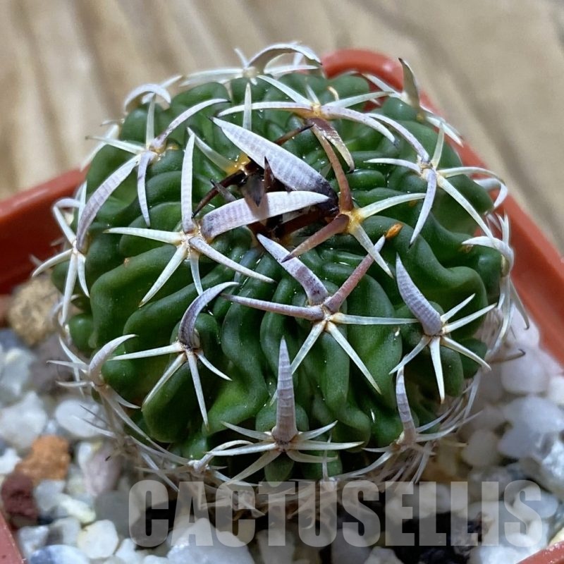 SH21914 Stenocactus pentacanthus