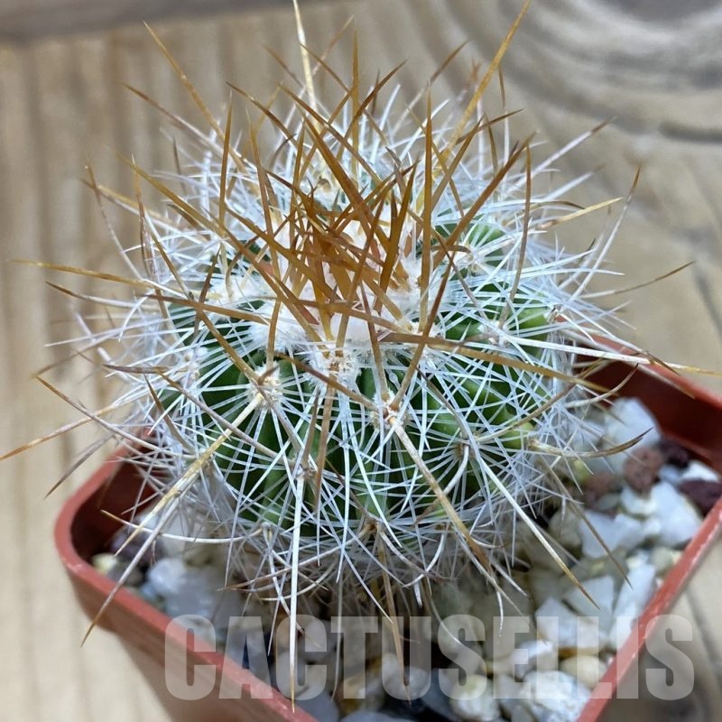 SH21915 Stenocactus vaupelianus