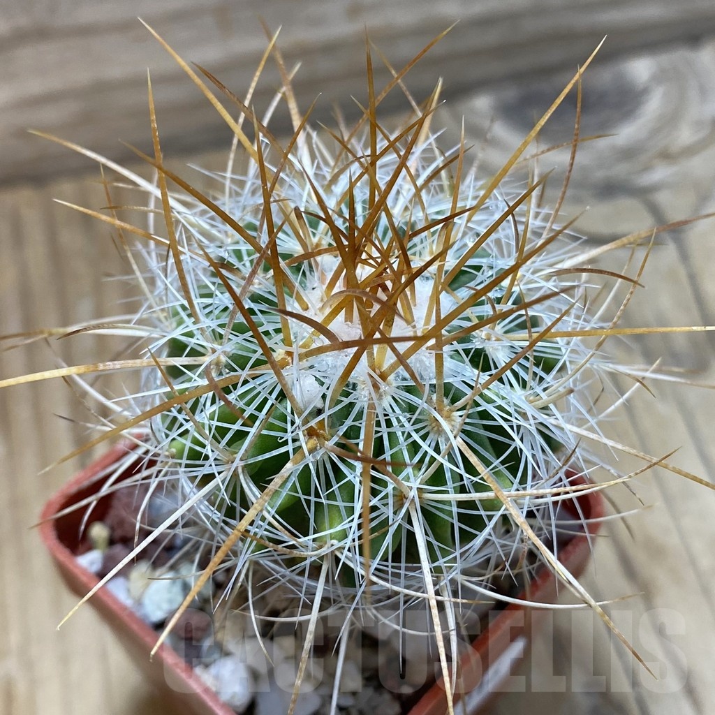 SH21916 Stenocactus vaupelianus