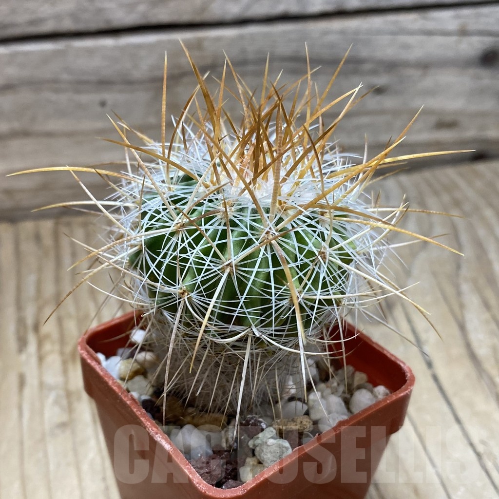 SH21916 Stenocactus vaupelianus - Image 2