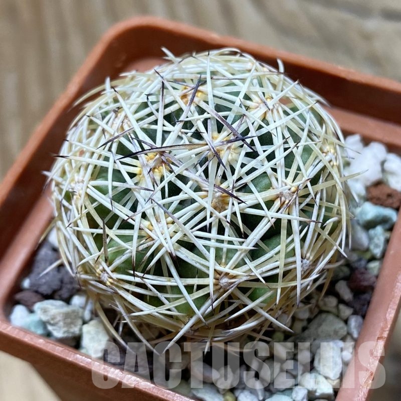 SH21917 Coryphantha radians