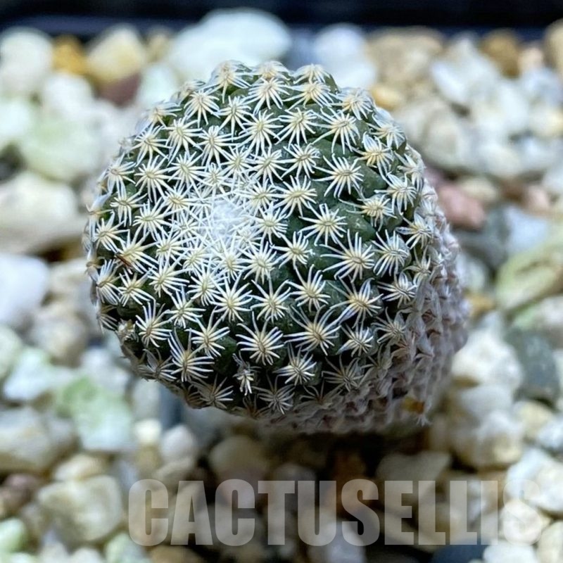 SH21919 Pelecyphora strobiliformis