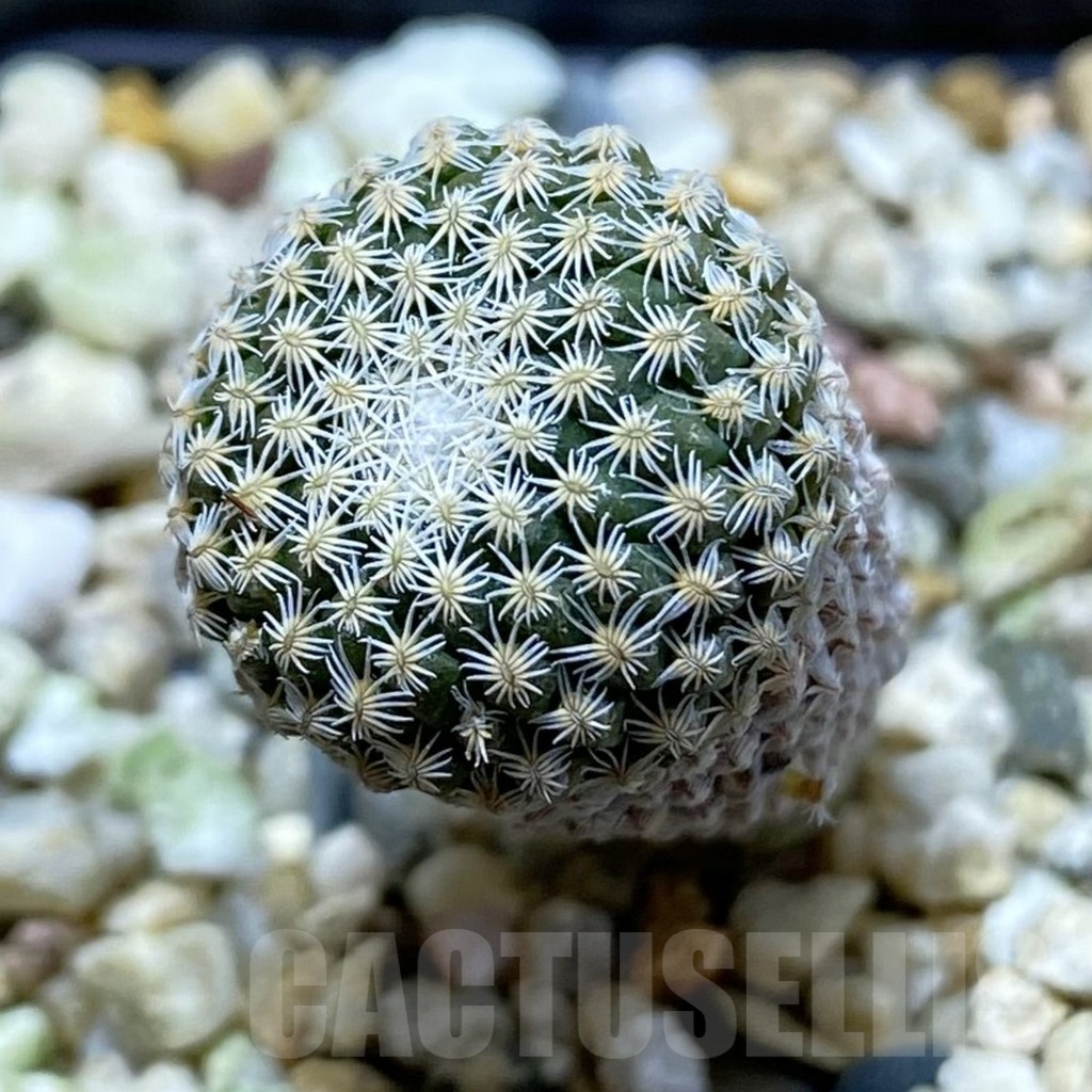 SH21919 Pelecyphora strobiliformis