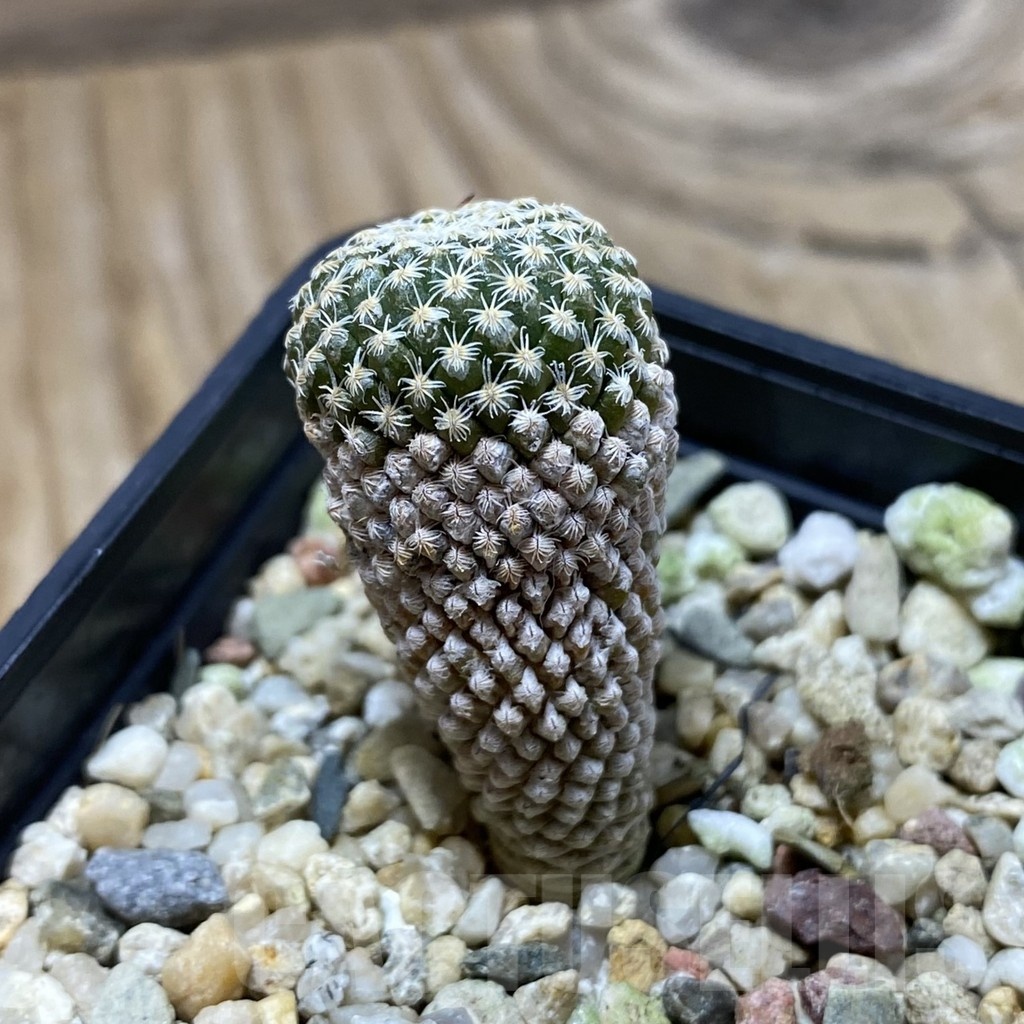 SH21919 Pelecyphora strobiliformis - Image 2