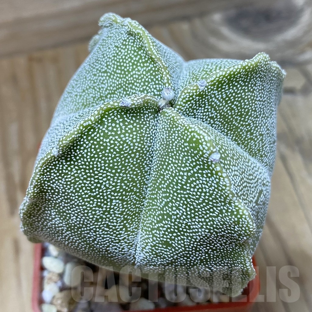 SH21896 Astrophytum myriostigma v. quadricostatum
