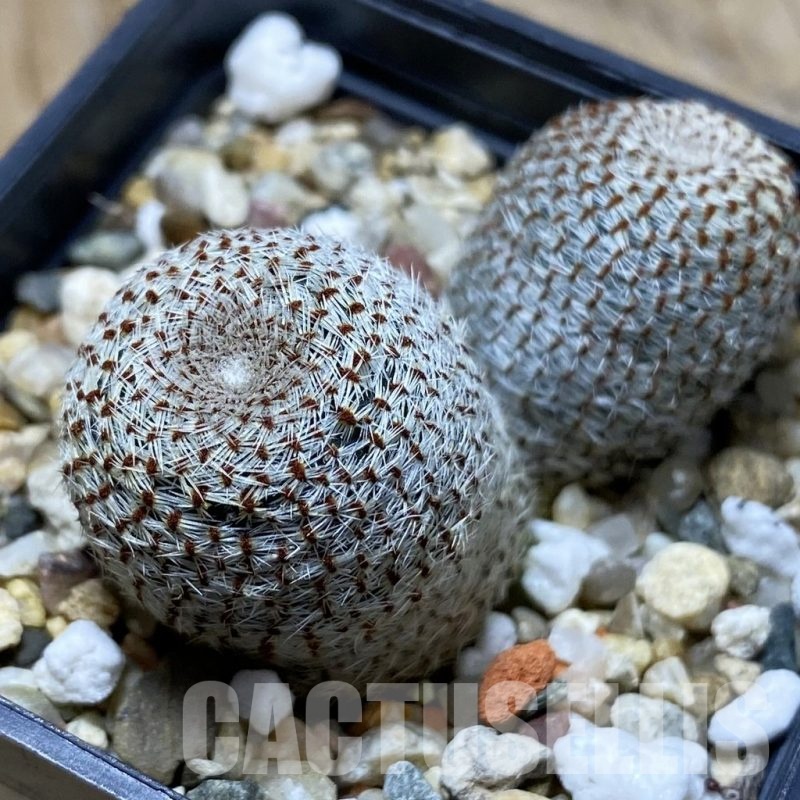 SH21920 Rebutia heliosa